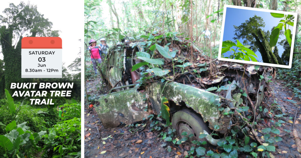 BUKIT BROWN AVATAR TREE TRAIL Sat, 3rd June 2023 8.30am to 12pm